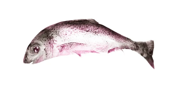 Akvarell Fisk Vit Bakgrund — Stockfoto
