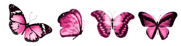 彩色自然和水彩蝴蝶 在白色背景下隔离 — 图库照片