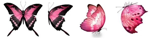 Kleur Natuurlijke Aquarel Vlinders Geïsoleerd Witte Achtergrond — Stockfoto