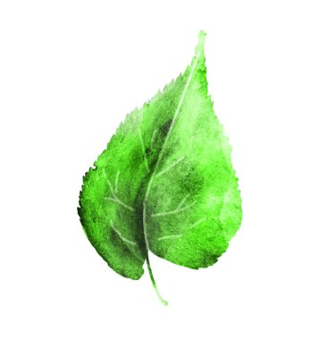 Beyaz arkaplanda suluboya yaprağı