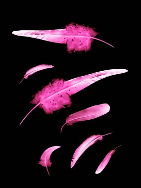 Siyah arkaplanda izole edilmiş güzel renk tüyleri