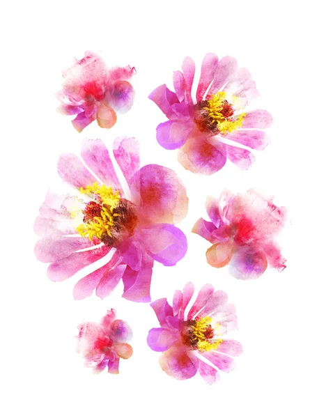 Watercolor Flowers Group Isolated White Background — Stock Photo, Image