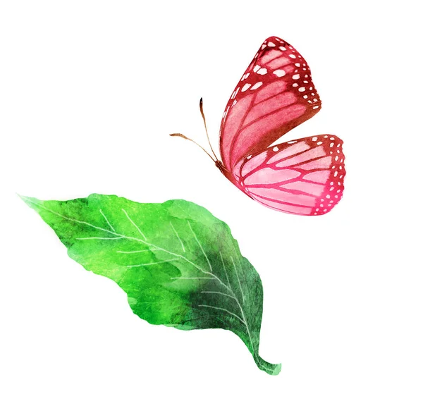 Watercolor Leaf Butterfly White Background — Stock Photo, Image