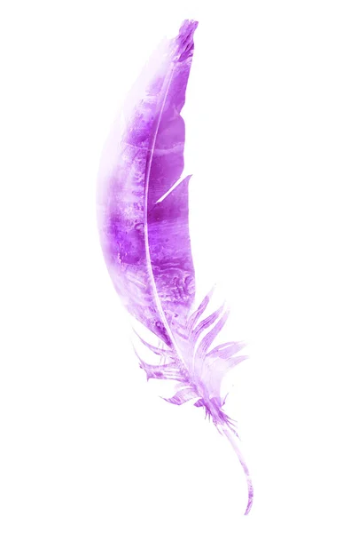 Watercolor Feathers Isolated White Background — Stock Photo, Image