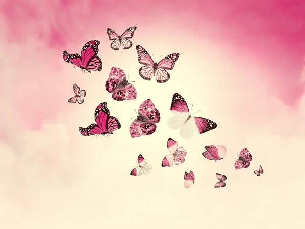 나비를 배경으로 하늘을 물들이는 — 스톡 사진