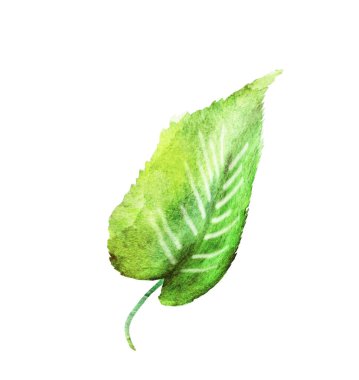 Beyaz arkaplanda suluboya yaprağı