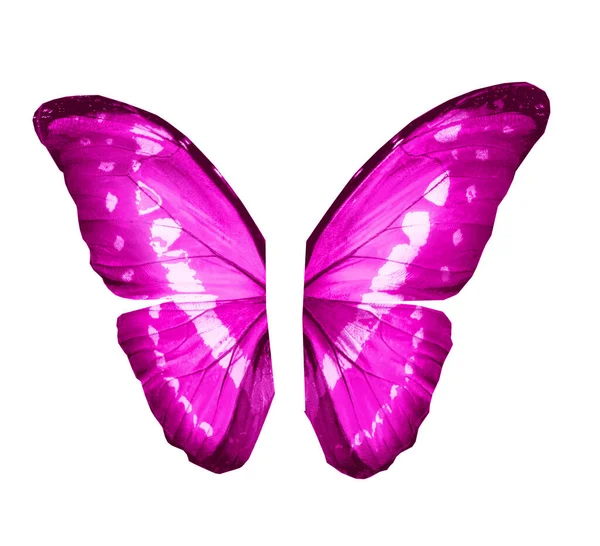 Color Butterfly Wings Isolated White Background — Stock Photo, Image