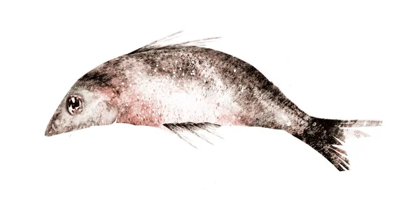 Poisson Aquarelle Sur Fond Blanc — Photo