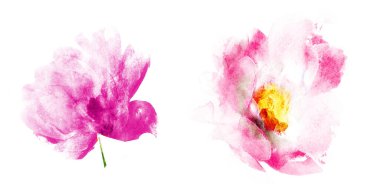 Suluboya çiçekleri, beyaz arkaplanda izole