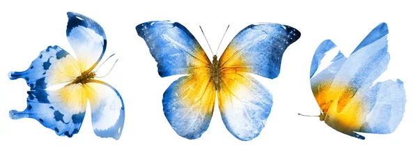 Tres Mariposas Acuarela Aisladas Sobre Fondo Blanco —  Fotos de Stock