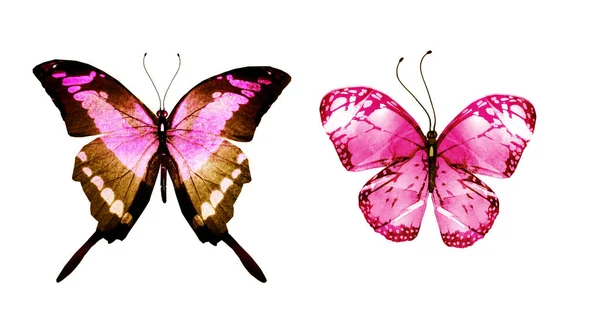 Zwei Aquarell Schmetterlinge Isoliert Auf Weißem Hintergrund Helle Sammlung — Stockfoto