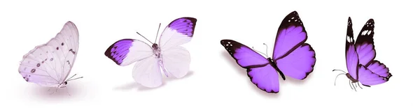 Цвет Натуральных Акварельных Бабочек Изолированных Белом Фоне — стоковое фото