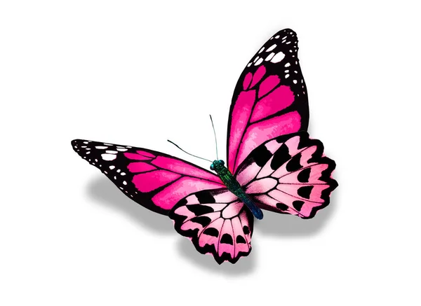 Mariposa Monarca Color Aislada Sobre Fondo Blanco — Foto de Stock