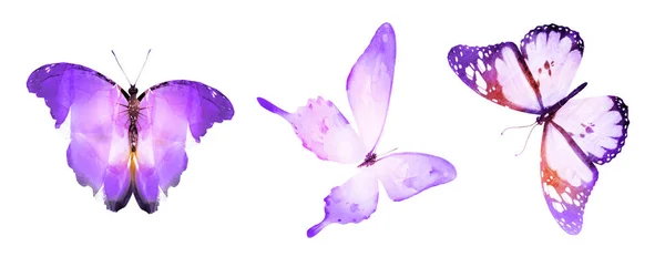 Три Бабочки Акварелью Изолированные Белом Фоне — стоковое фото