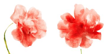 Suluboya çiçekleri, beyaz arkaplanda izole