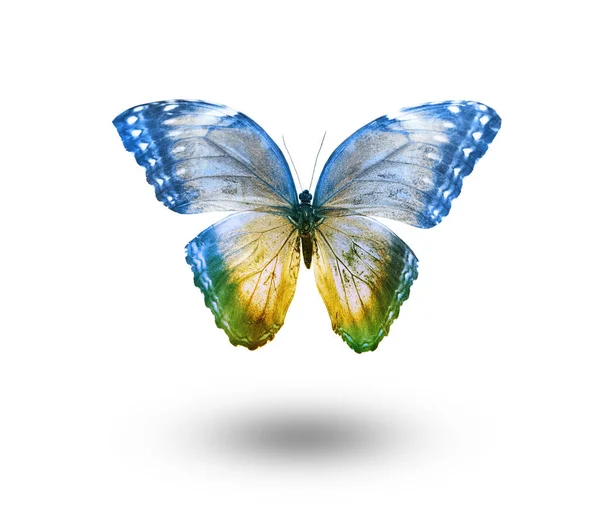 Color Butterfly Isolated White Background — Stock Photo, Image