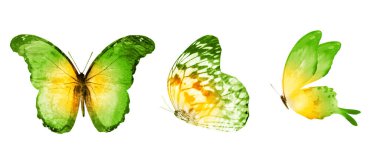 Beyaz arka planda üç suluboya kelebek.