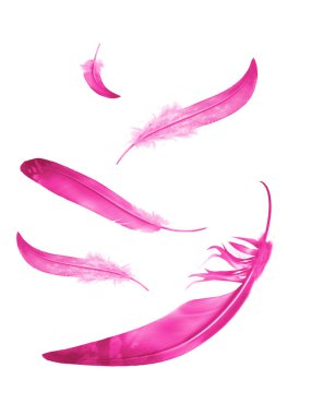 Beyaz arkaplanda izole edilmiş güzel renk tüyleri