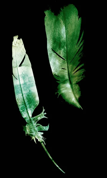 Plumas Acuarela Aisladas Sobre Fondo Blanco — Foto de Stock