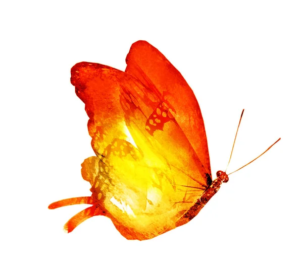 白地に隔離された水彩蝶 — ストック写真