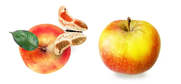 Χρώμα Μήλο Πεταλούδα Λευκό Φόντο — Φωτογραφία Αρχείου