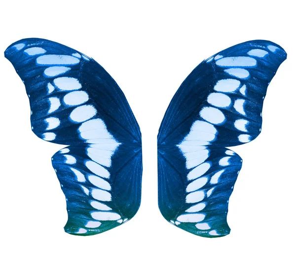 Farbe Schmetterlingsflügel Isoliert Auf Weißem Hintergrund — Stockfoto