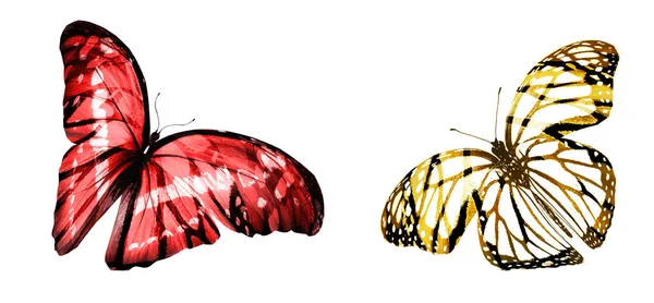Цвет Бабочек Изолированных Белом Фоне — стоковое фото