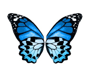 Beyaz arka planda izole edilmiş renkli kelebek kanatları.