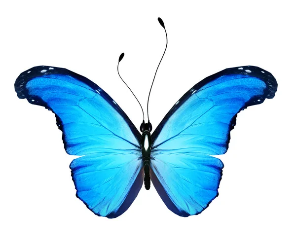 Color Mariposa Morfo Aislada Sobre Fondo Blanco —  Fotos de Stock