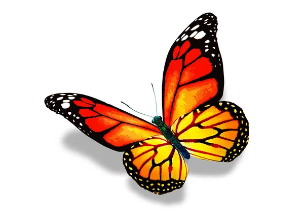 Kleur Monarch Vlinder Geïsoleerd Witte Achtergrond — Stockfoto