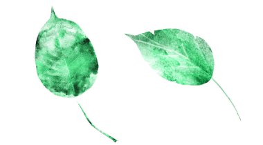 Beyaz arka planda suluboya yapraklar. Ayarla