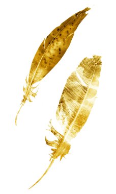 Suluboya tüyleri, beyaz arkaplanda izole