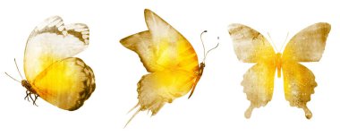 Beyaz arka planda üç suluboya kelebek.