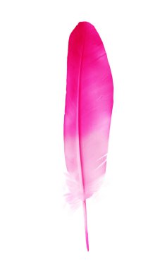 Beyaz arkaplanda izole edilmiş güzel renk tüyü