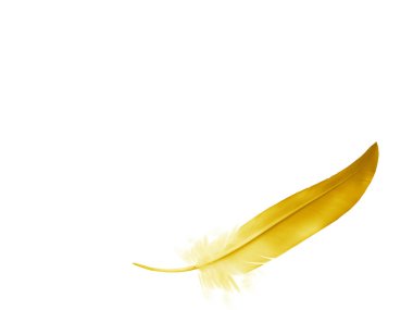 Beyaz arkaplanda izole edilmiş güzel renk tüyü