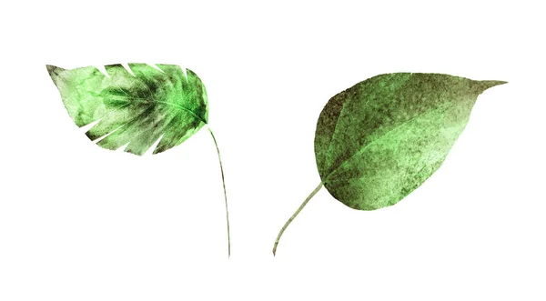 白い背景に水彩の葉 セット — ストック写真