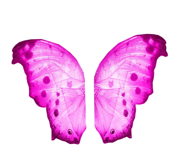 Color Butterfly Wings Isolated White Background — Stock Photo, Image