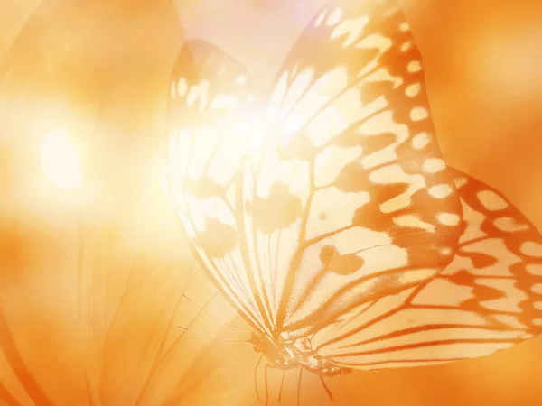 Natural Background Natural Butterfly — Stock Photo, Image