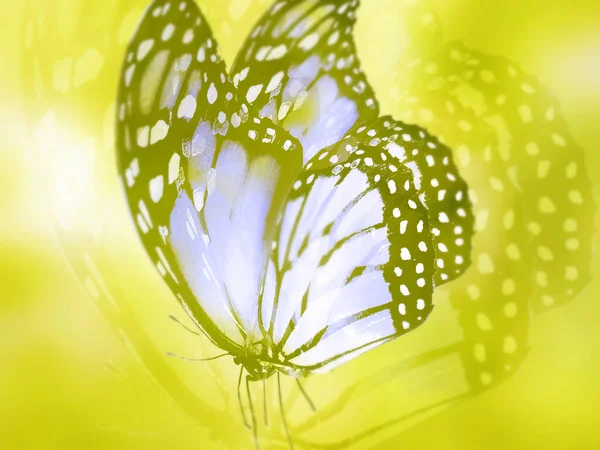 Természetes Háttér Természetes Pillangó — Stock Fotó