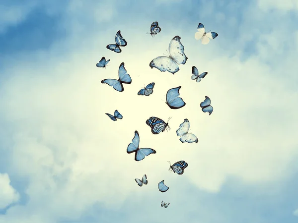 Colore Cielo Con Nuvole Farfalle Come Sfondo — Foto Stock