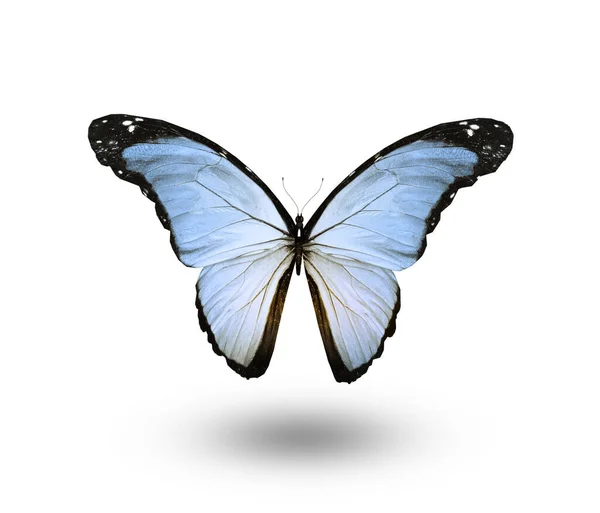 Χρώμα Πεταλούδα Απομονώνονται Λευκό Φόντο — Φωτογραφία Αρχείου