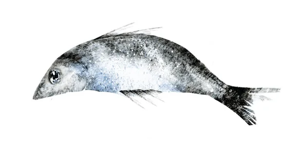 Υδατογραφία Ψάρια Λευκό Φόντο — Φωτογραφία Αρχείου