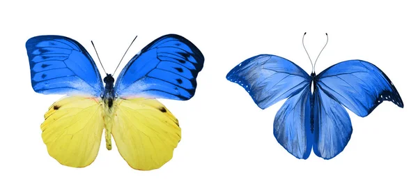 Color Butterflies Isolated White Background — Stock Photo, Image