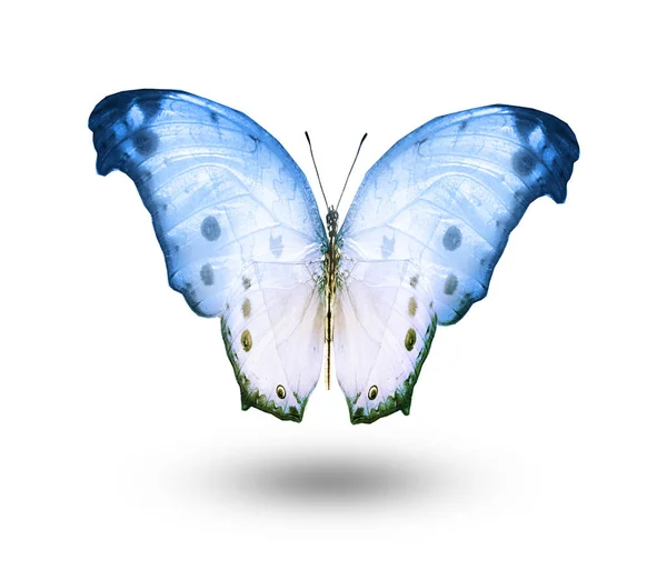 988,113 White Butterfly Images, Stock Photos, 3D objects, & Vectors