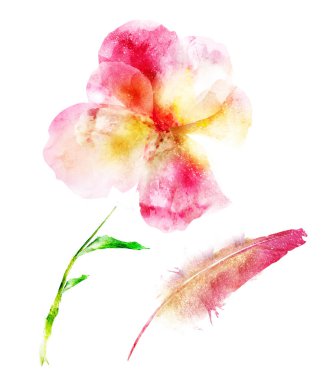 Suluboya çiçek ve tüy, beyaz arkaplanda izole