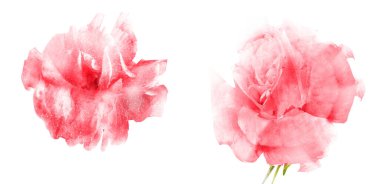 Suluboya çiçekleri, beyaz arkaplanda izole