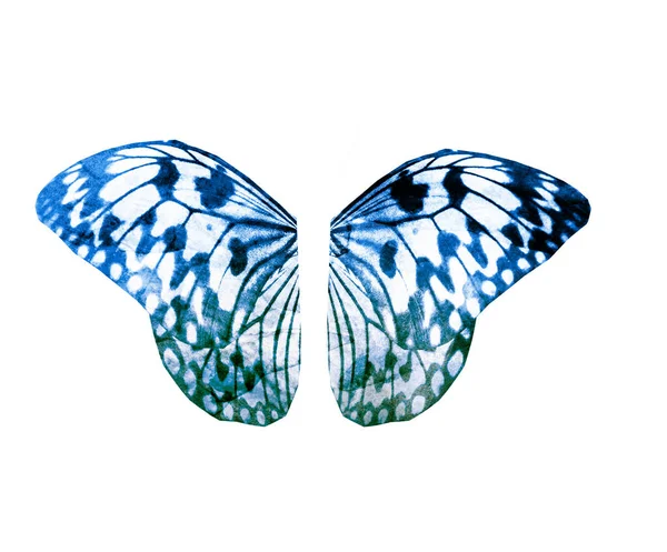 Akwarela Skrzydła Motyl Izolowane Białym Tle — Zdjęcie stockowe
