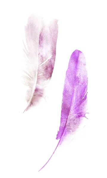 Watercolor Feathers Isolated White Background — Stock Photo, Image