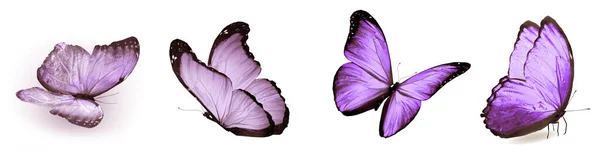 彩色自然和水彩蝴蝶 在白色背景下隔离 — 图库照片