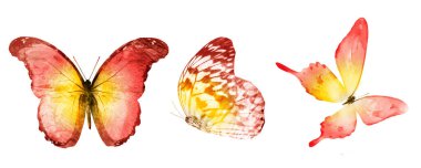 Beyaz arka planda üç suluboya kelebek.